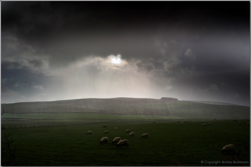 Sheep in a Shower