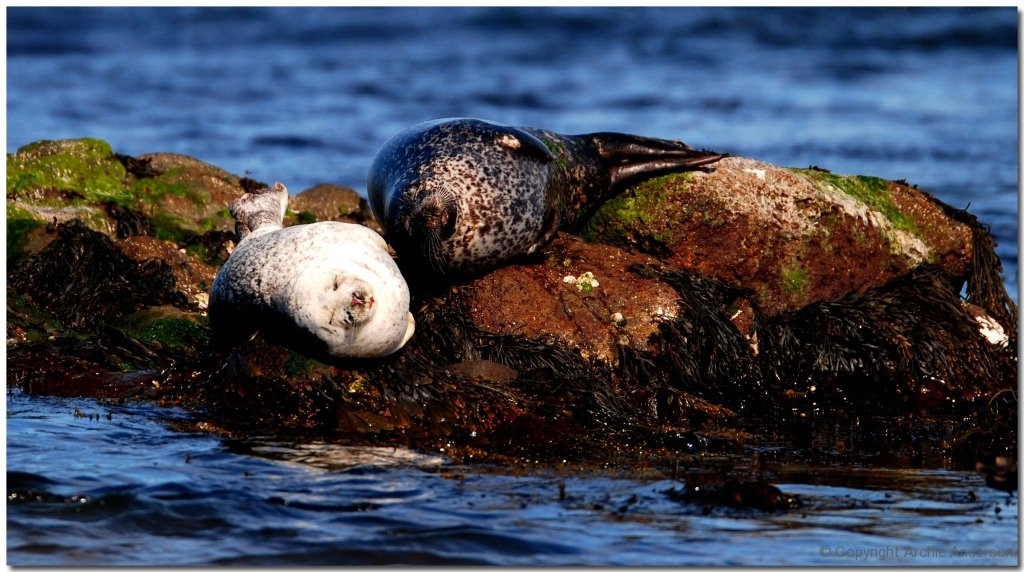 Sleeping Seals