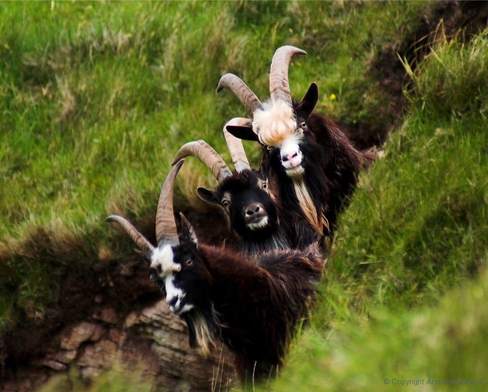 Three Goats Gruff
