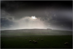 Sheep in a Shower