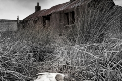 Skull at ruined farmhouse