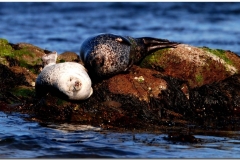 Sleeping Seals