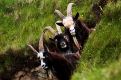 Three Goats Gruff