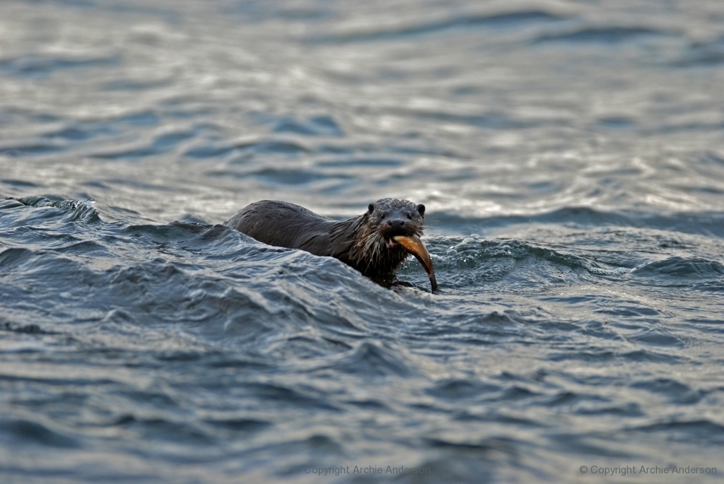 Sea Otter