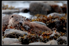 Sea Otter, Seaweed