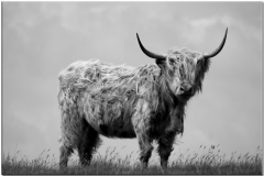 A Ballygrogan Highland Coo