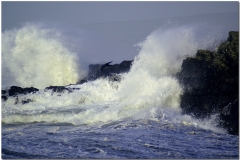 Cormorant in a storm